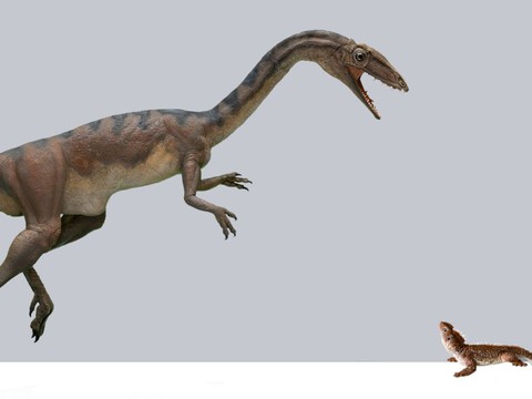 Dinosaure découvert à Frick en 2017: une espèce inconnue jusque-là