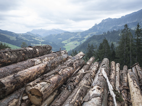 Bostryche, sécheresse et tempêtes ont marqué la récolte de bois