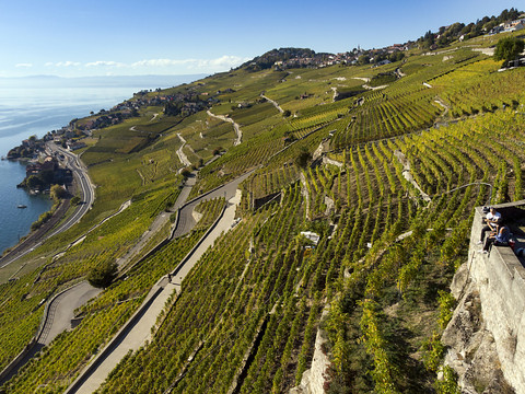 Qualité et quantité pour les vendanges 2018