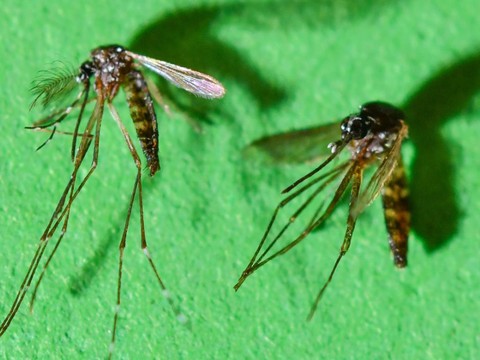 Le moustique-tigre arrive en ville à Zurich