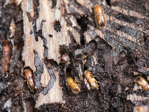 Sécheresse et tempêtes fragilisent la forêt vaudoise