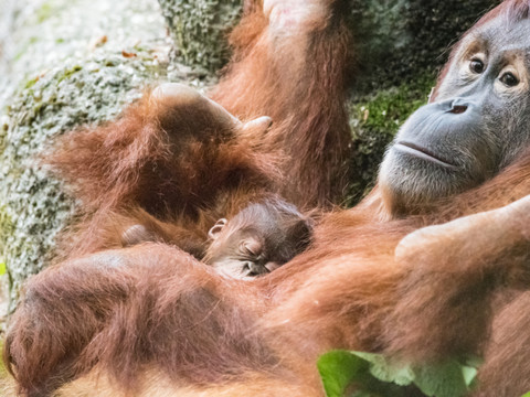 Quand il est temps de décamper, maman orang-outan se gratte