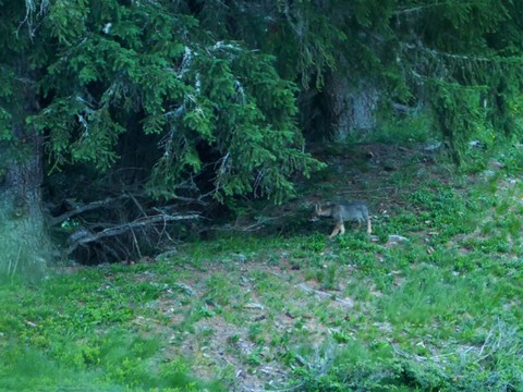 Nouvelle meute de loups découverte aux Grisons