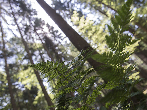 Vaud: nouveau paradis pour la forêt dans le Vallon de l'Hongrin