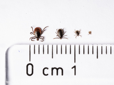 Recul marqué des maladies transmises par les tiques