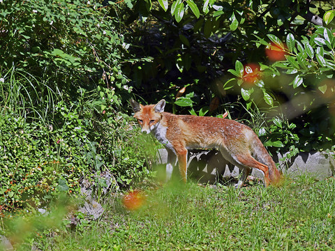 Patiente mordue par un renard à l'hôpital universitaire à Zurich