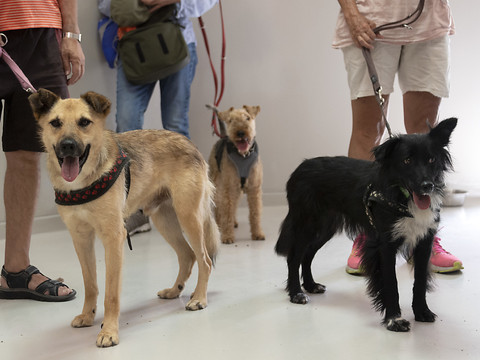 Pas d'intérêt public à la vente d'un chien lucernois