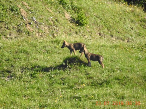 Trois nouveaux louveteaux observés aux Grisons