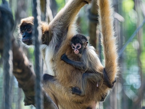 Naissances de singes d'Amérique latine