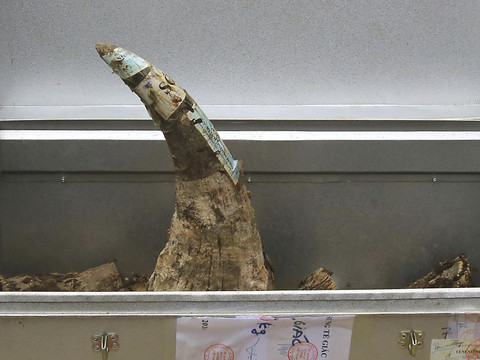 Saisie de 125 kilos de corne de rhinocéros