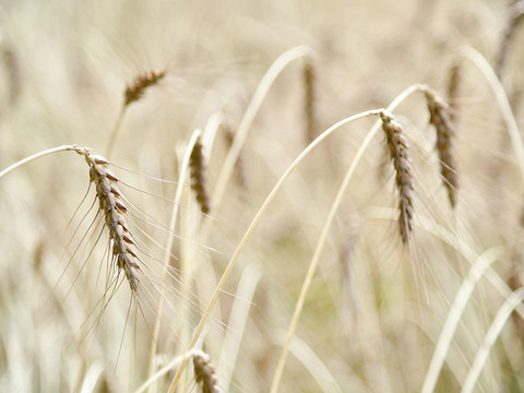 Quinze fongicides pourraient être interdits - consultation lancée