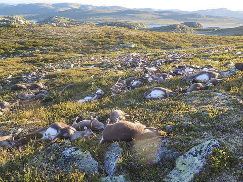 Arctique: 200 rennes découverts morts de faim