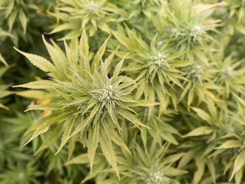 La méthode de mesure du taux de THC dans le cannabis est légale