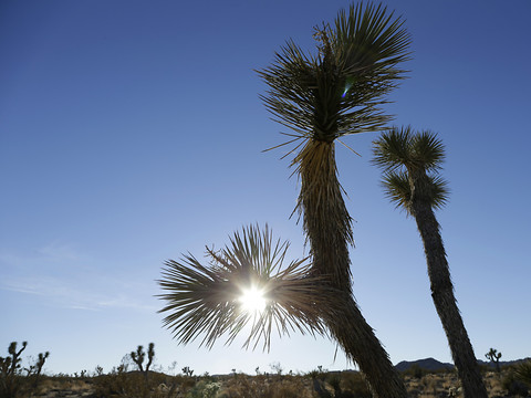 USA: le réchauffement pourrait éradiquer les arbres de Josué