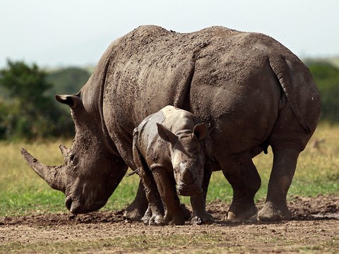 La Suisse ne veut pas réduire la protection des rhinocéros