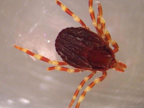 Allemagne: un cas de typhus transmis par une tique tropicale