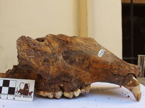 Rôle-clé des humains dans la disparition de l'ours des cavernes