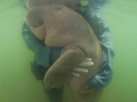 Mort du bébé-star dugong 