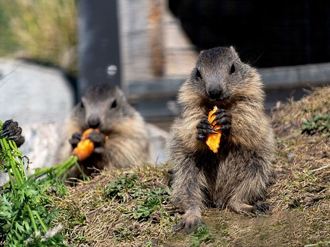 Quatre marmottons aux Rochers-de-Naye
