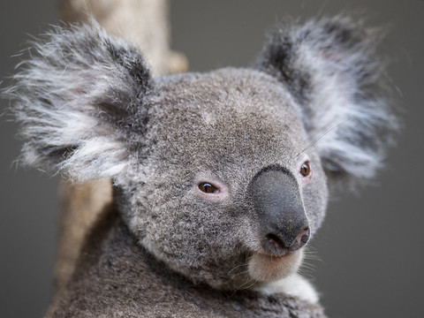 Des matières fécales permettent de sauver des koalas affamés