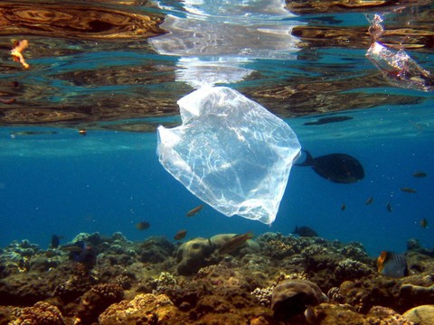 Microplastiques dans l'eau: risques encore faibles pour la santé