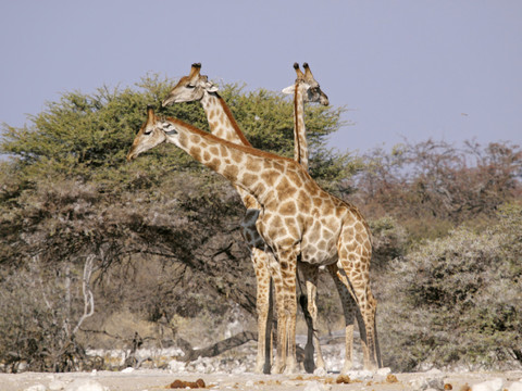 La CITES vote en faveur de la protection des girafes