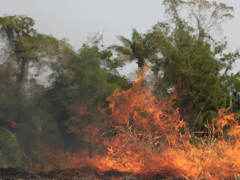 Les incendies ont ravagé près d'un million d'hectares en Bolivie