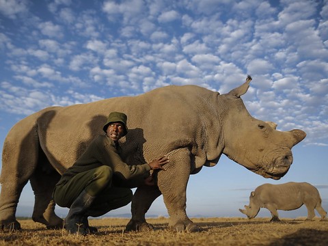 Un pas de plus pour sauver le rhinocéros blanc du Nord