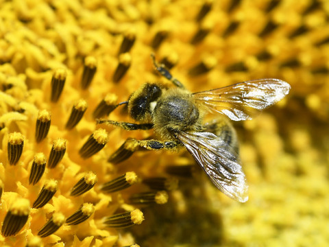 Il faut lutter contre les causes du déclin des insectes