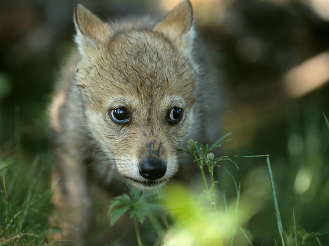 Trois louveteaux nés récemment dans le Jura vaudois