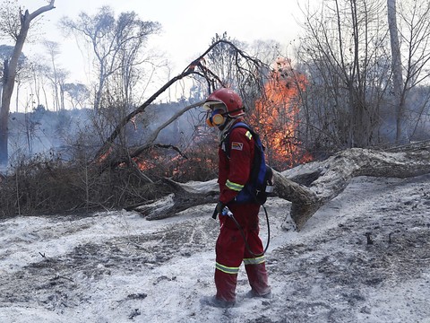 Incendies en Bolivie: déjà trop tard pour de nombreux animaux