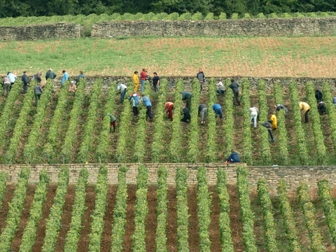 La vendange en Bourgogne plus précoce de treize jours depuis 1988