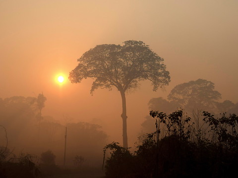 Incendies en Amazonie: les brûlis désormais interdits au Brésil