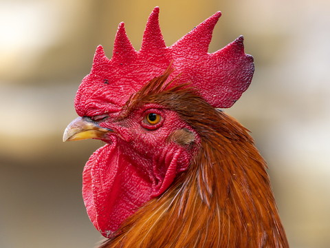 Le coq Maurice pourra continuer de chanter sur l'île d'Oléron