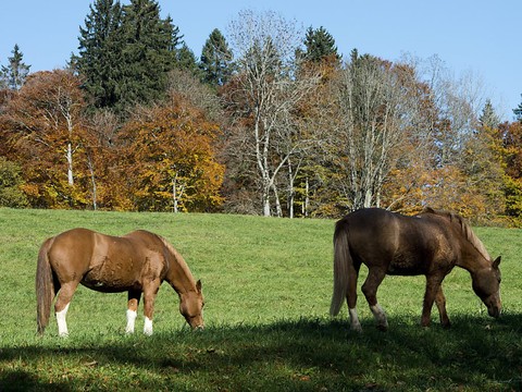 Protection des chevaux: pas d'exonération fiscale