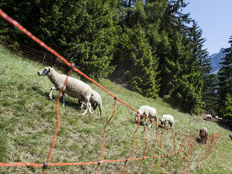 Chablais valaisan: le loup attaque des moutons pas assez protégés