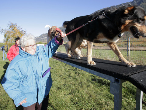 Réintroduction des cours pour détenteurs de chiens en Valais
