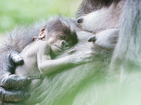 Un petit gorille a vu le jour au zoo de Bâle