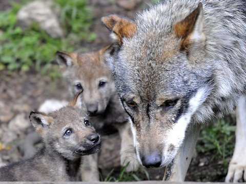 Le loup devrait plus facilement être abattu - le peuple tranchera