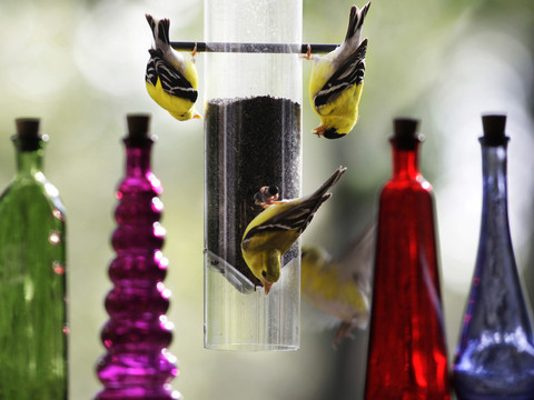 L'Amérique du Nord a perdu trois milliards d'oiseaux depuis 1970