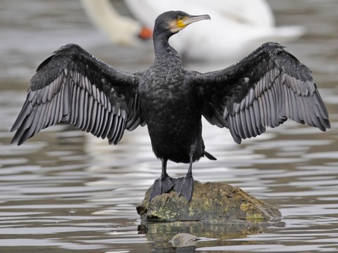 Lac de Neuchâtel: les cormorans en ligne de mire