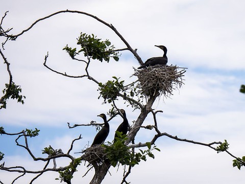 Lac de Neuchâtel: les cormorans en ligne de mire