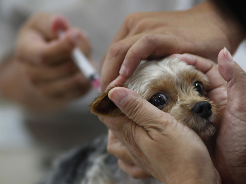 Disponibilité limitée des vaccins contre la rage