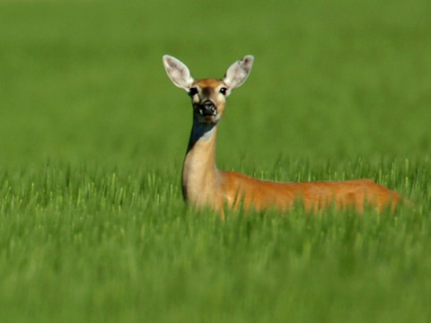 Un chasseur un peu trop actif près d'un terrain de football