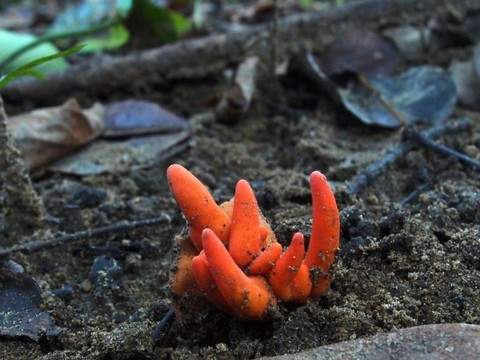 Un des champignons les plus dangereux au monde trouvé en Australie