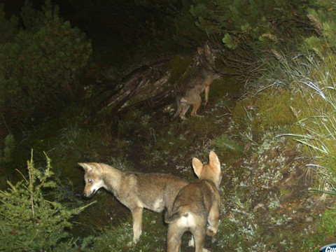 Autorisation d'abattre quatre loups dans les Grisons