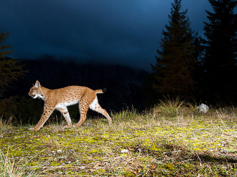 La récolte des signatures contre la loi sur la chasse commence