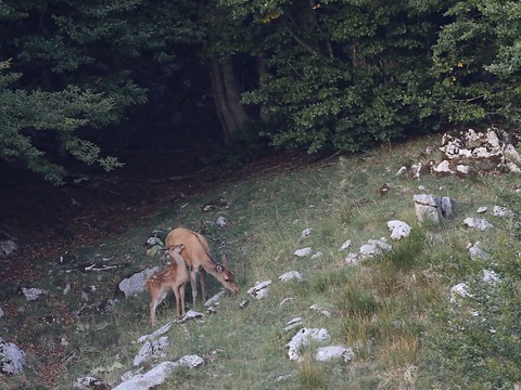 Retour de cerfs et de biches adultes sur territoire jurassien