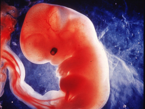 Foetus contaminés par des œstrogènes environnementaux