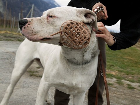 Le dogue Bandido et son maître dispensés de cours
